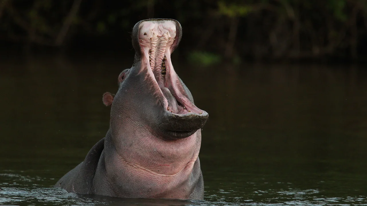 Toddler dead, 23 others missing as hippo capsizes boat in Malawi